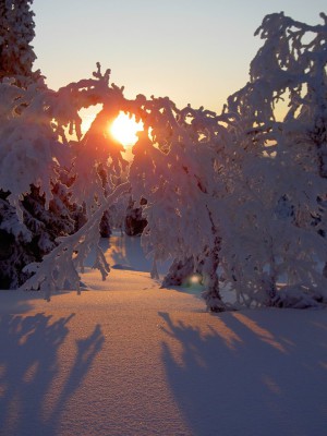 Lumiset puut ja ensimmäiset auringonsäteet kaamoksen jälkeen. Pallastunturi tammikuussa.