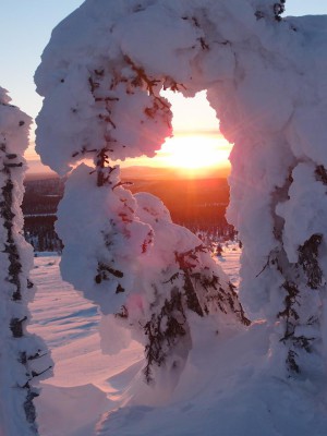 Tykkylumipuita ja aurinko, Pallastunturi helmikuussa